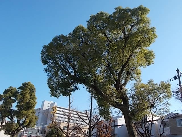2019年12月25日撮影、公園の樹木